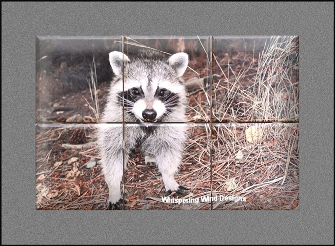 Tile-Murals-Backsplash_Animals-Racoon-01