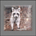 Tile-Murals-Backsplash_Animals-Racoon-01thumbnail.jpg