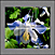 Tile-Murals-Backsplash_Flowers-Columbines-Blue-01thumbnail.jpg