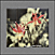 Tile-Murals-Backsplash_Flowers-Columbines-Red-01thumbnail.jpg